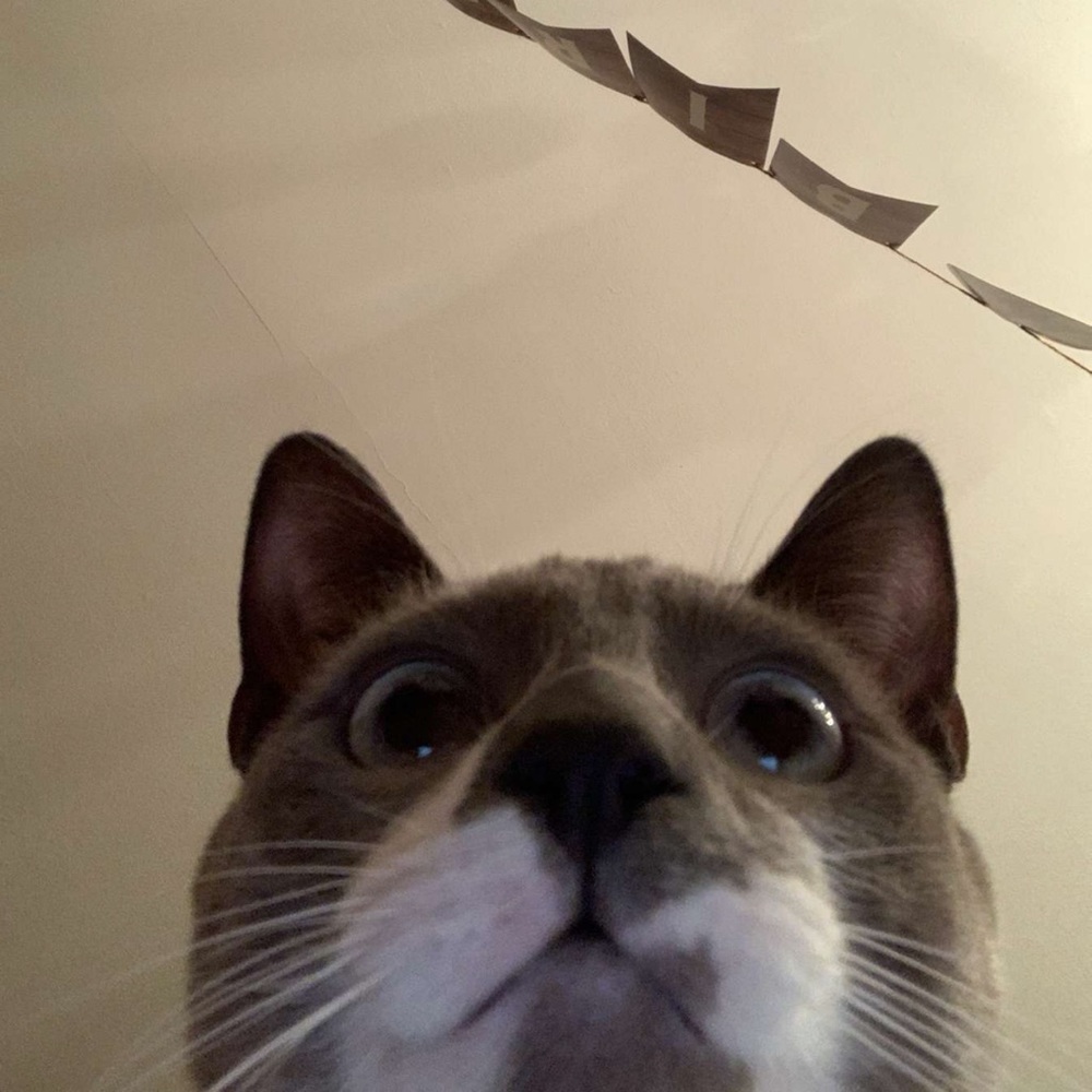 Meet your Posher, Elissa